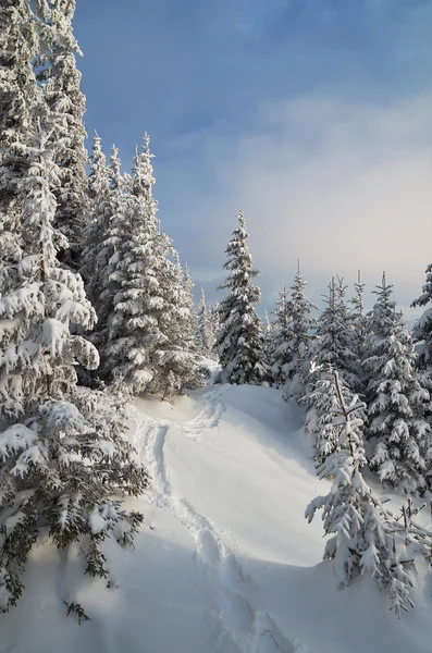 Pad in winterbos — Stockfoto