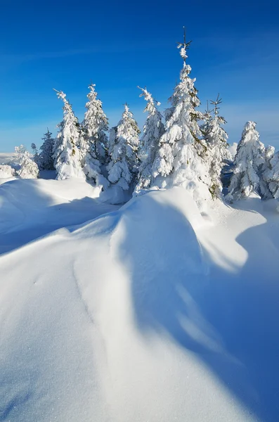 Frisk sne i bjergene - Stock-foto