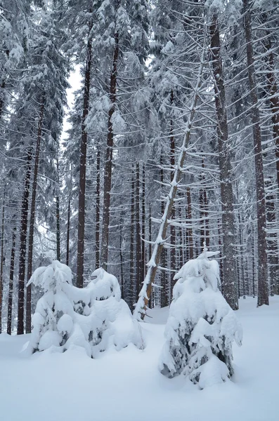 Forêt sous la neige — Photo