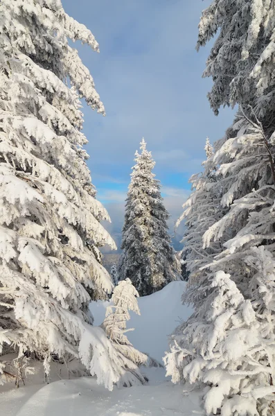 Bosque nevado —  Fotos de Stock