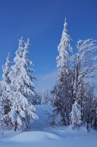 Dämmerung im Winterwald — Stockfoto