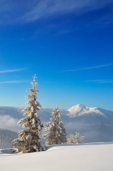 山上覆盖着雪的树木 — 图库照片