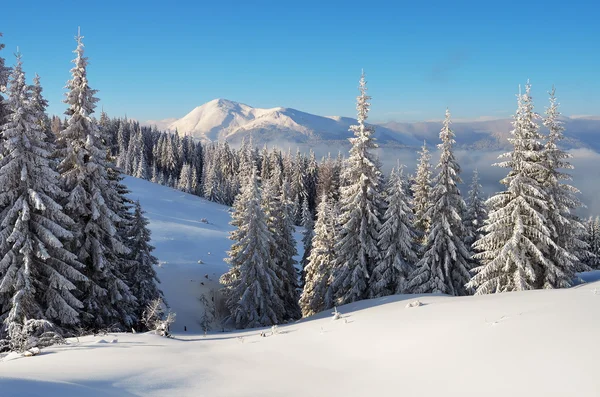 Inverno na floresta de montanha — Fotografia de Stock