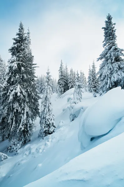 Floresta de montanha no inverno — Fotografia de Stock