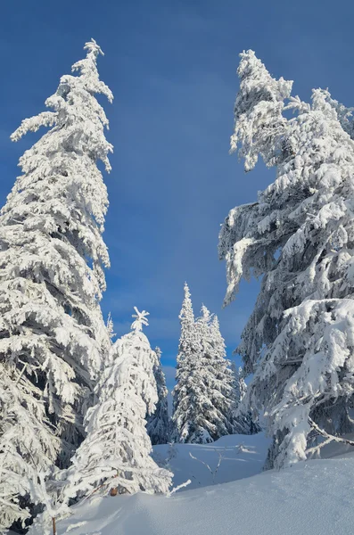 Schneebedeckte Bäume in einem Wald — Stockfoto