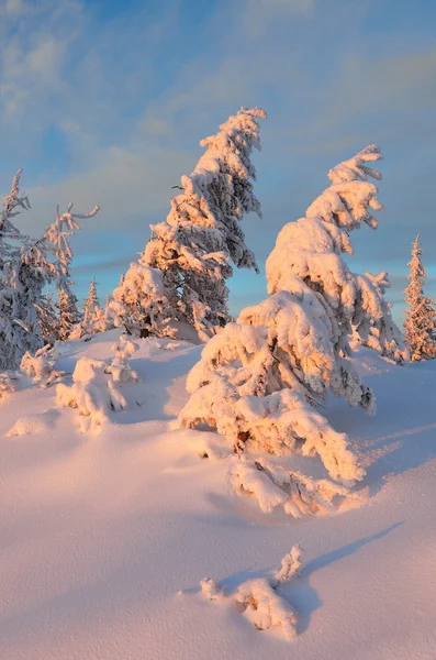 Kvällen ljus i skogen vinter — Stockfoto