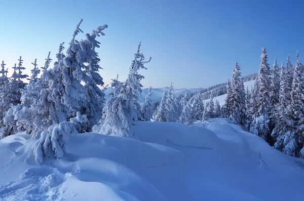 Skymning i skogen på vintern — Stockfoto