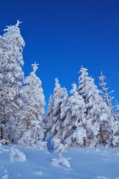 Crepúsculo na floresta no inverno — Fotografia de Stock