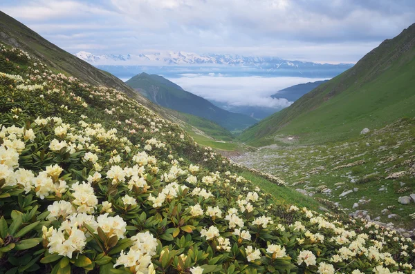 Wiesenblumen in den Bergen — Stockfoto