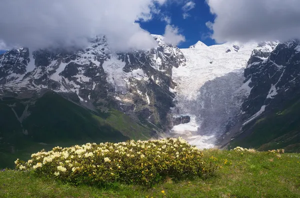 Blumen auf einem Hintergrund von Bergen — Stockfoto