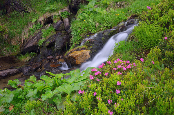 Flowers by a mountain stream 