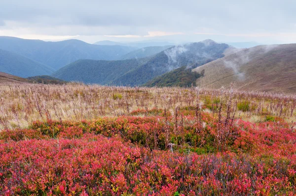 Blueberry field — Stock Photo, Image