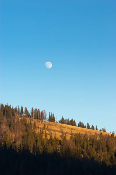 Lua cheia sobre a floresta — Fotografia de Stock