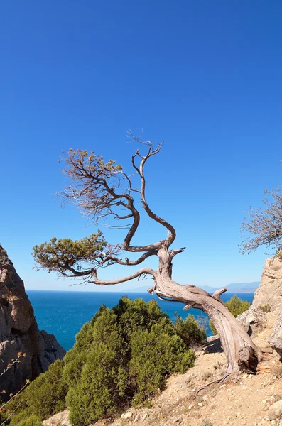 Bir kayanın üzerinde kuru ağaç — Stok fotoğraf