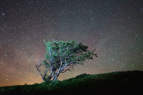 Arbre solitaire la nuit — Photo