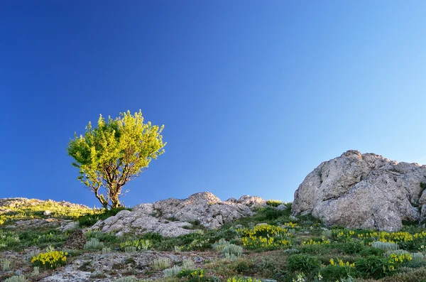 Strom proti obloze — Stock fotografie