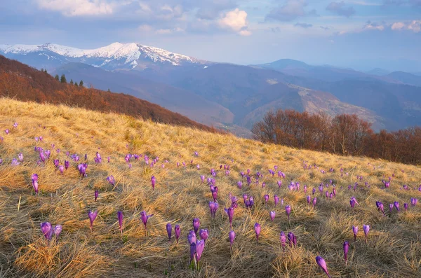 Premières fleurs dans les montagnes — Photo