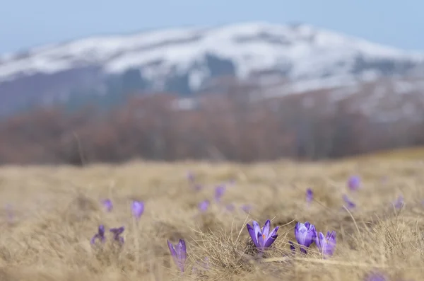 Crocus flowers in the mountains — Stock Photo, Image