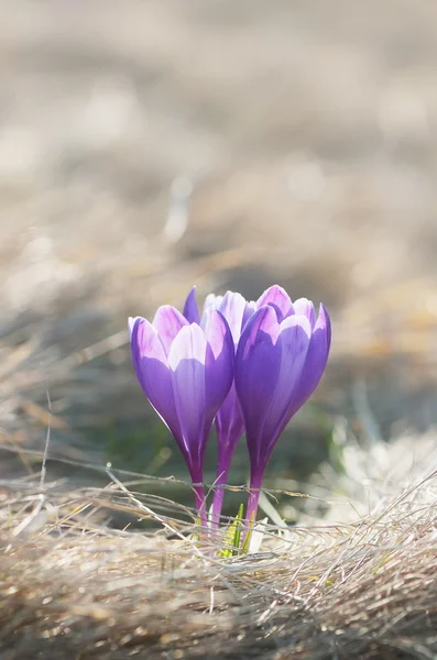 Beautiful spring flowers — Stock Photo, Image