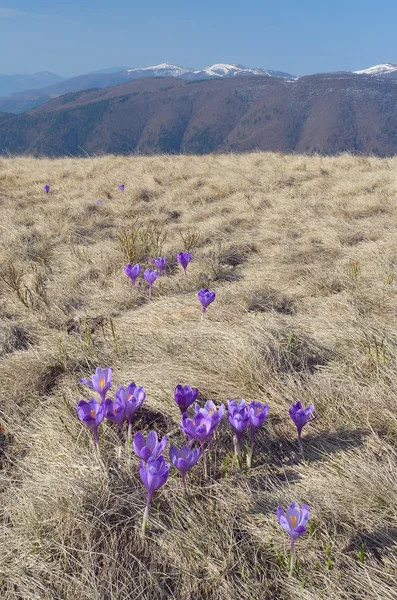 Crocuses in the mountains — Stock Photo, Image