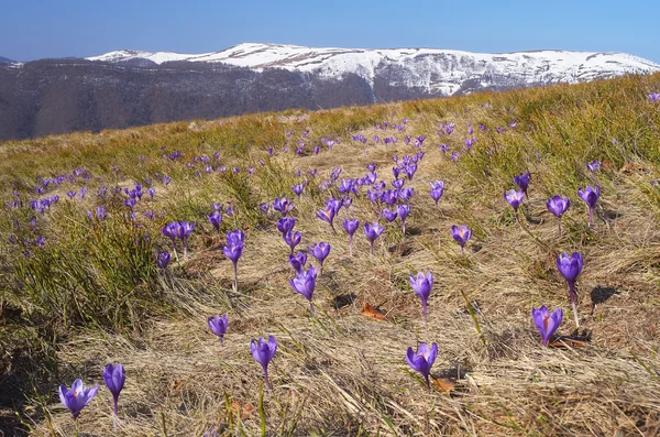 Crocuses blooming in the mountains — Stock Photo, Image
