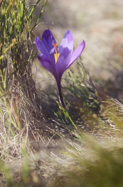 Crocus blomma — Stockfoto