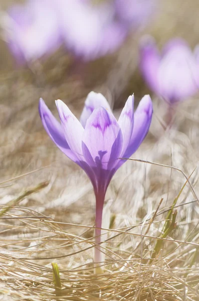 Vackra vårblommor — Stockfoto