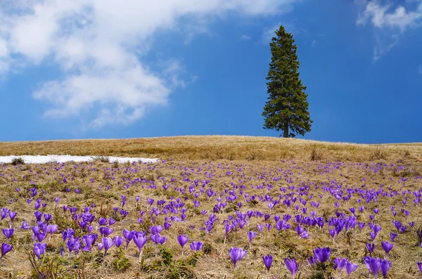 Krokusse auf der Wiese — Stockfoto