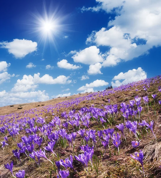 Fältet av blommande krokus — Stockfoto