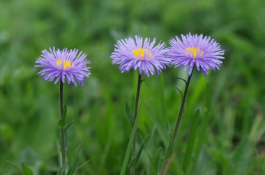 çiçekler aster alpinus