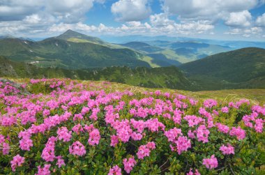 Blooming rhododendron bushes in the mountains 
