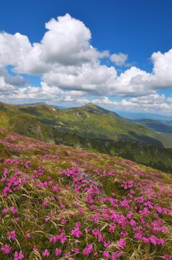 çiçek açan orman gülleri 