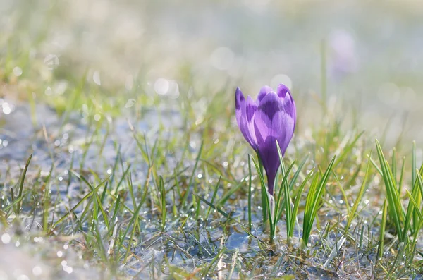 Flor de primavera crocus — Fotografia de Stock