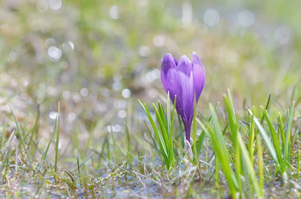 Krokus kwiat — Zdjęcie stockowe