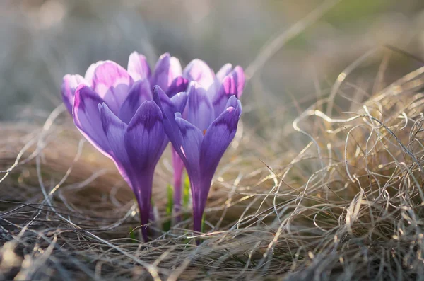 Blommande krokusar — Stockfoto