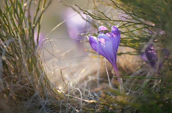 Krokus in het gras — Stockfoto