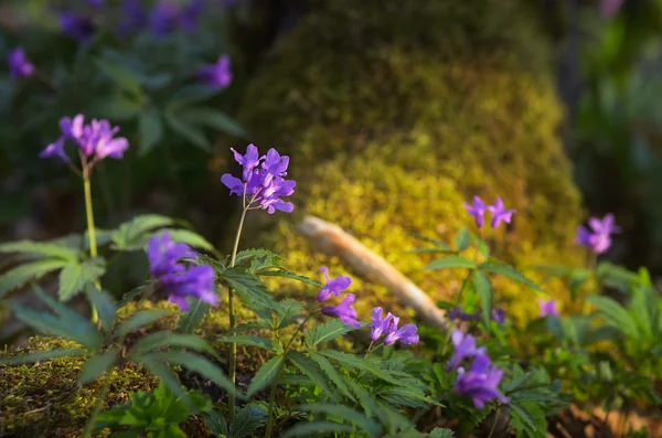 Flores de primavera na floresta — Fotografia de Stock