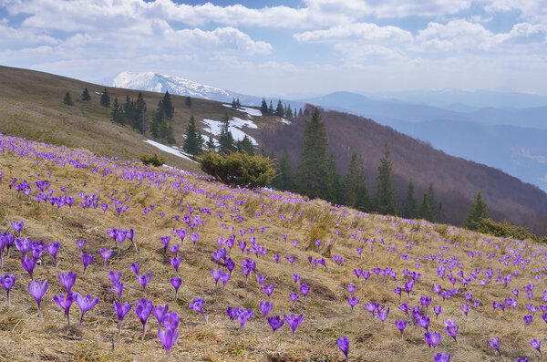 Поле цветущего крокуса в горах
 