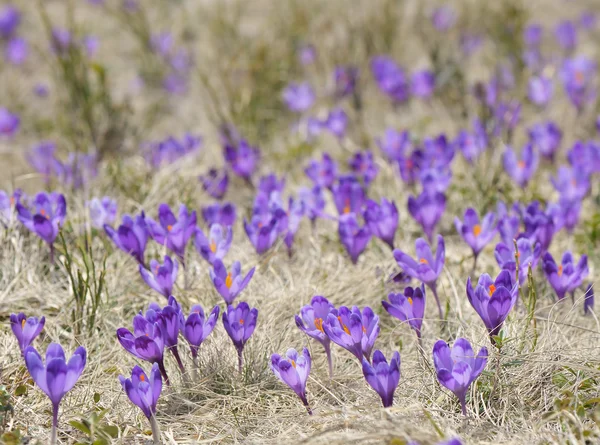 Champ fleuri dans les montagnes — Photo