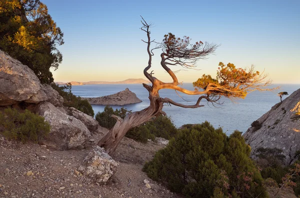 Old tree on a rock — Stock Photo, Image