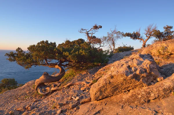 Bir kayanın üzerinde eski çam ağacı — Stok fotoğraf