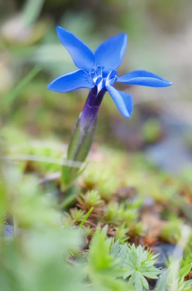 Gentiana verna — Foto de Stock