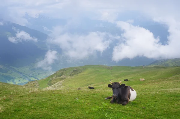 Vaca em pasto — Fotografia de Stock