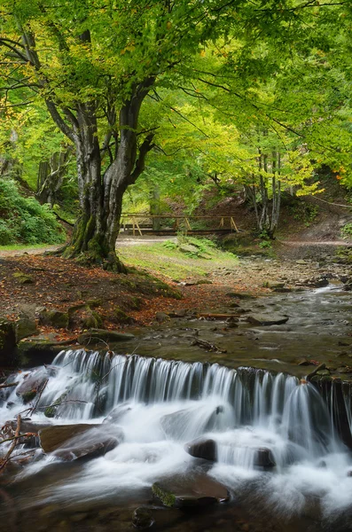 Rio da montanha na floresta — Fotografia de Stock