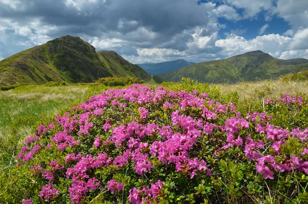 Exuberante prado con flores — Foto de Stock