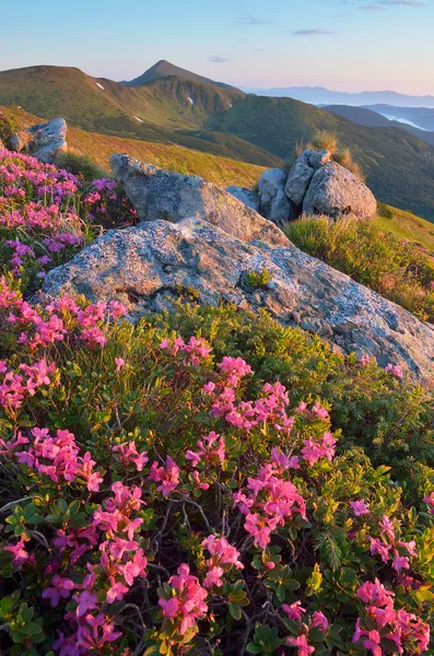 Blühender Rhododendron in den Bergen — Stockfoto