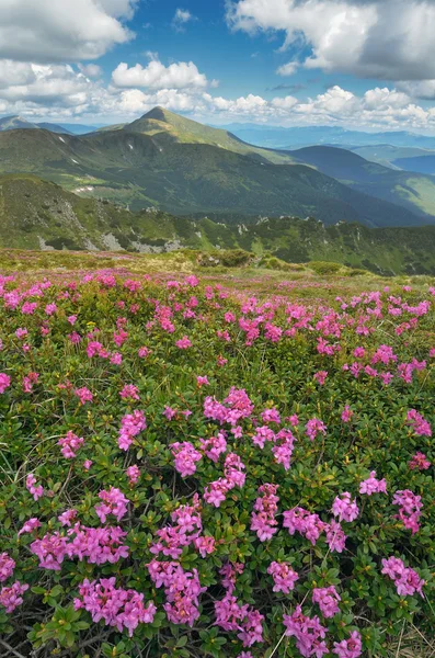 Dağlar çiçek açan çayırda — Stok fotoğraf