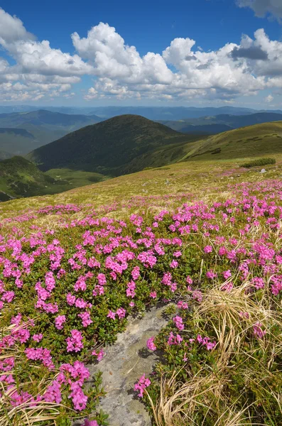 Bloeiende rododendrons — Stockfoto