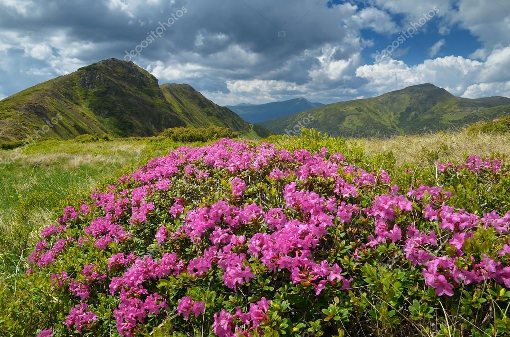 Lush meadow with flowers — Stock Photo © Kotenko #44376335