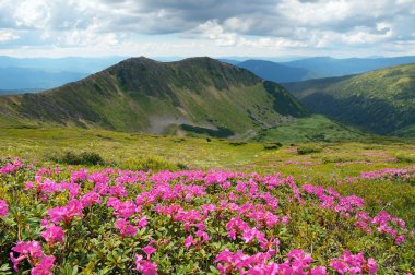 Pink rhododendron flowers in the mountains 